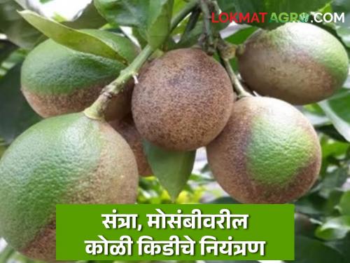 Latest News Control of spider mite infestation on mango and orange fruit crops see details  | Orange Pest Management : मोसंबी व संत्रा फळ पिकांवर कोळी कीडीचा प्रादुर्भाव, असे करा नियंत्रण 