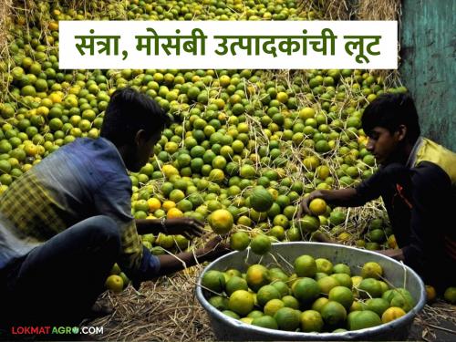 Latest news santra mosambi producers are robbed of Rs 225 crore every year in nagpur market yard | संत्रा, माेसंबी उत्पादकांची दरवर्षी 225 काेटी रुपयांनी लूट, 'या' बाजार समितीतील प्रकार