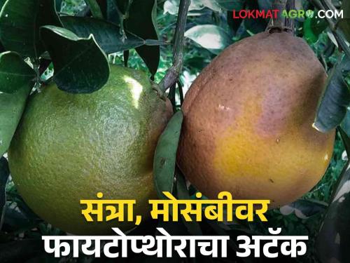 Latest News How to manage Phytophthora disease on Orange, Mosambi, read in detail | Crop Management : फळावर चट्टे, पाने पिवळी पडलीत, संत्रा, मोसंबीवर फायटोप्थोराचा अटॅक, असे करा व्यवस्थापन 