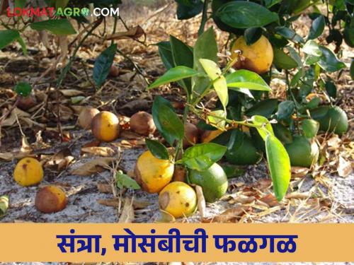 How to manage fungal fruit drop in orange and sweet lemon fruit crops? | संत्रा व मोसंबी फळ पिकांतील बुरशीजन्य फळगळीचे व्यवस्थापन कसे कराल?