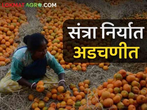 Latest News Orange export in trouble due to chaos in Bangladesh read in detail  | Bangladesh Export : संत्रा निर्यात मंदावली, बांग्लादेशमधील अराजकता शेतकऱ्यांच्या जीवावर, वाचा सविस्तर 