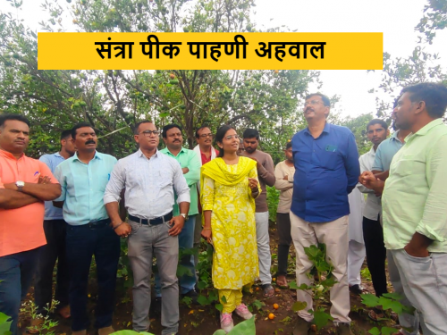 Latest News Crop inspection report Fruit blight on oranges, pests and their measures, know in detail  | पीक पाहणी अहवाल : संत्रावरील फळगळ, कीडरोग व त्यावरील उपाययोजना, जाणून घ्या सविस्तर 