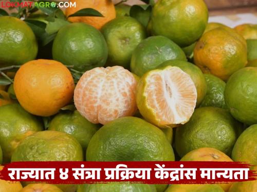 Approval to set up processing centers at 'these' 4 locations in the state to prevent post-harvest losses of orange fruits | संत्रा फळांचे काढणी पश्चात नुकसान टाळण्यासाठी राज्यात 'या' ४ ठिकाणी प्रक्रिया केंद्र उभारण्यासाठी मान्यता