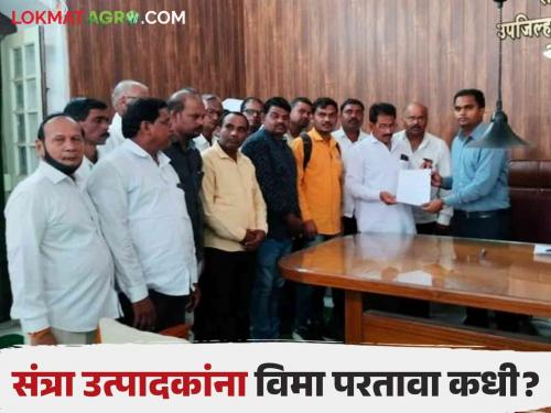 Latest News Agriculture News Diwali has arrived, orange farmers are still waiting for insurance refund, read in detail | Agriculture News : दिवाळी आली, अजूनही संत्रा उत्पादक शेतकरी विमा परताव्याचा प्रतीक्षेत, वाचा सविस्तर