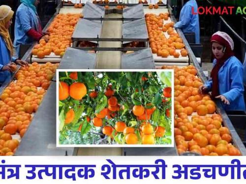 Orange Export : Nagpuri oranges are exported to only two countries; Extreme apathy at the government level | Orange Export : नागपूरी संत्रा केवळ दोन देशांतच रवाना; शासकीय स्तरावर कमालीची उदासीनता