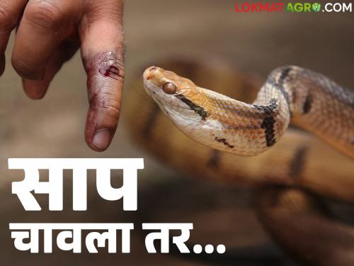 Snakebite : The risk of snakebite is highest during the monsoon; What to do if bitten by a snake? | Sarpdansh : पावसाळ्यात सर्पदंशाचा सर्वाधिक धोका; साप चावला तर काय कराल?