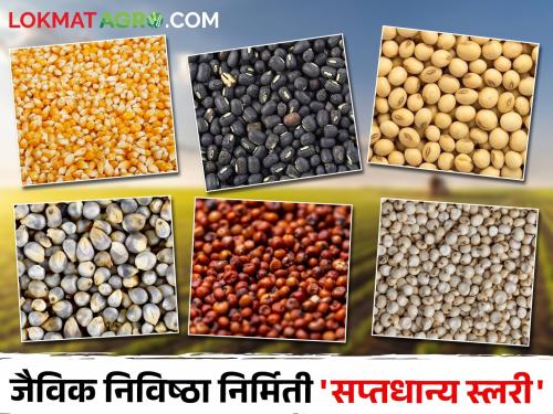 Make a slurry from these seven grains that will keep the soil healthy | या सात धान्यांपासून तयार करा अशी स्लरी, जी ठेवेल मातीची तब्येत बरी