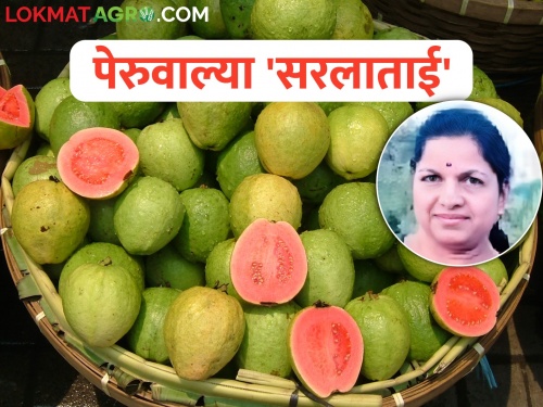 Taiwan guava cultivation flourished on the farm of Khanapur | खानापूरच्या माळावर फुलली तैवान पेरूची शेती