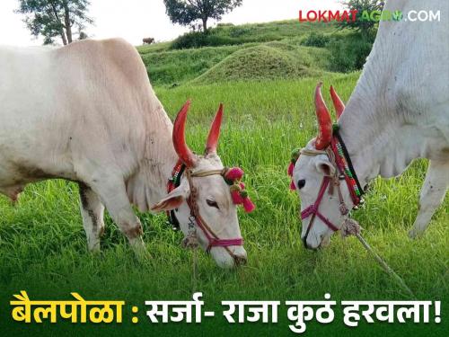 Latest news Bail pola Reduction in use of bullocks in agricultural work read in detail  | Bail Pola : बैलपोळा : सर्जा-राजाची रुबाबदार जोडी 'गावकी'तून हरवली, वाचा सविस्तर 