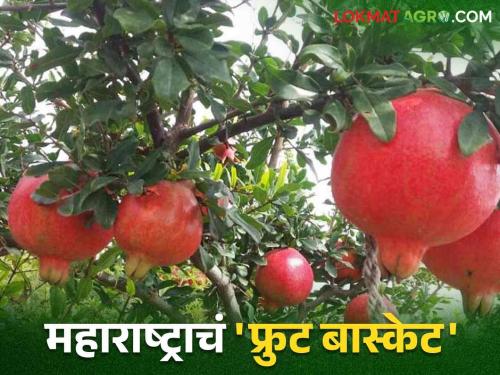 As many as 40 types of fruits are grown in this district, read in detail | काय सांगताय या जिल्ह्यात घेतली जातात तब्बल ४० प्रकारची फळे वाचा सविस्तर