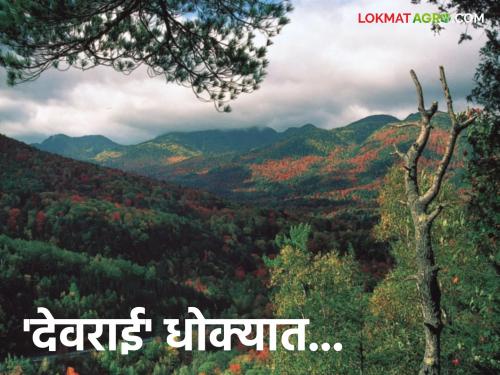 Population explosion and increasing deforestation at the root of the devrai; Conservation and protection of devrai is necessary | लोकसंख्येचा स्फोट अन् वाढती जंगलतोड देवराईंच्या मुळाशी; देवराईचे संवर्धन आणि संरक्षण गरजेचे