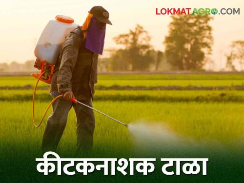 Farmer brothers, do not spray pesticides on these crops! | शेतकरी बांधवांनो या पिकांवर कीटकनाशक फवारणी नको!