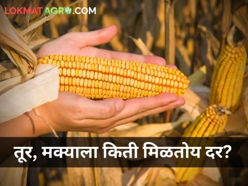 maharashtra farmer agriculture tur and corn market yard price | तूर, मक्याचे आजचे दर किती?