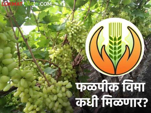 Crop Insurance: When will you get crop insurance money? 344 crore approved but still no benefit to farmers | Crop Insurance : फळपिक विम्याचे पैसे कधी मिळणार? ३४४ कोटी मंजूर पण अद्यापही शेतकऱ्यांना लाभ नाही