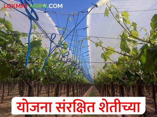 Subsidy for greenhouse, plastic tunnel, shed net house, plastic cover and mulching; How to apply? | हरितगृह, प्लास्टिक टनेल, शेडनेटगृह, प्लास्टिक कव्हर व मल्चिंगसाठी अनुदान; कसा कराल अर्ज?