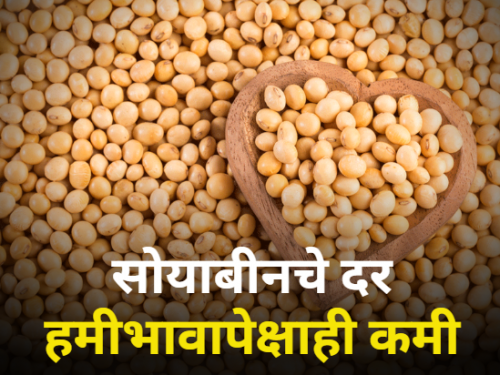 maharashtra agriculture farmer soybean rate market yard market price | सोयाबीनचे दर हमीभावापेक्षाही कमी! जाणून घ्या आजचे दर