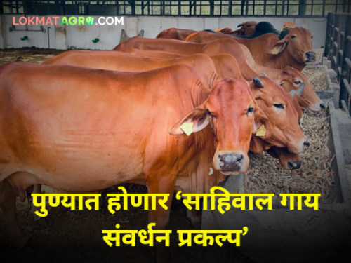 Sahiwal Cow Conservation Project to be held in Agriculture College, Pune | पुण्यातील कृषी महाविद्यालयात होणार 'साहिवाल गाय संवर्धन प्रकल्प'