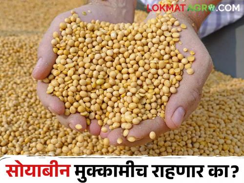 Soybean prices will not increase; Soybean farmers are worried | सोयाबीनचे दर काही वाढेनात; सोयाबीन उत्पादक शेतकरीवर्ग चिंतेत