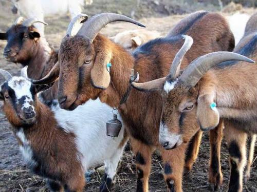 Goat rearing as a way of sustainable income, adjunctive business needs serious attention | शेळीपालन शाश्वत उत्पन्नाचा मार्ग, शेतीपूरक व्यवसायाकडे गांभीर्याने लक्ष देण्याची गरज