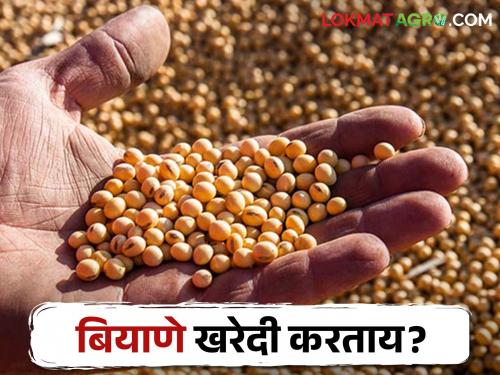 Kharif Seed Farmers should be careful before buying seeds | Kharif Seed शेतकऱ्यांनो बियाणे खरेदी करण्यापूर्वी अशी घ्या काळजी