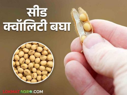 Soybean Market: 'Mill Quality'; 'Seed quality' is not get guaranteed price for soybeans!  | Soybean Market : 'मिल क्वॉलिटी' सोडाच; 'सीड क्वॉलिटी' सोयाबीनलाही हमीची कमी! 