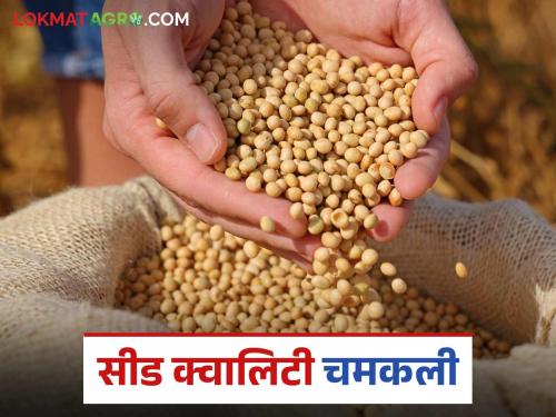 latest news Soybean Market Update: 'Seed' quality soybeans are worth gold even before the start of Kharif! Read in detail | Soybean Market Update : खरीप सुरू होण्याआधीच 'सीड' क्वालिटी सोयाबीनला सोन्याचा भाव! वाचा सविस्तर