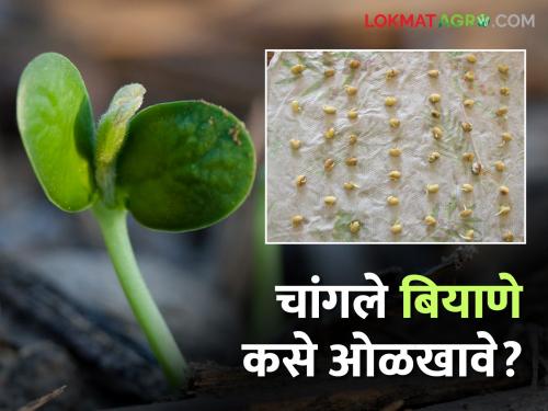 Whether you have homemade or purchased seeds, do this simple check before sowing? Read in detail | बियाणे घरचे असो अथवा विकतचे, पेरणी अगोदर ही सोपी तपासणी कराच? वाचा सविस्तर
