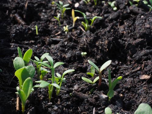 test germination of seeds before sowing | शेतकरी बंधूंनो, आधी उगवण चाचणी करा, मगच बियाणे पेरा