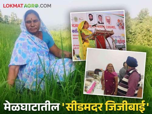 Seed Mother Jijibai: 'Seed Mother' Jijibai of Amravati's Melghat is giving online 'millet' lessons to farmers in Orissa. | Seed Mother Jijibai : अमरावतीच्या मेळघाटातील 'सीडमदर' जिजीबाई देताहेत ओरिसा मधील शेतकऱ्यांना ऑनलाईन 'मिलेट'चे धडे