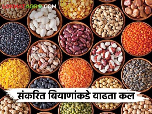 Latest News Growing trend towards hybrid seeds over conventional seeds see reason | पारंपारिक बियाणांपेक्षा संकरित बियाणांकडे वाढता कल, शेतकरी काय म्हणतात? 