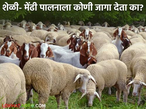 Why is there no place for goat-sheep rearing; Even if the government gives subsidies, how? Read in detail | शेळी-मेंढीपालनासाठी का नाही जागा ; सरकार देणार तरी कसे अनुदान? वाचा सविस्तर