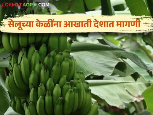 Banana Cultivation: Banana farmers are getting rich! | Banana Cultivation : केळी उत्पादक शेतकरी होतोय मालामाल!