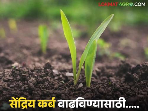 Latest News Agriculture News To increase soil fertility, pay attention to 'these' things | Agriculture News : जमिनीची सुपीकता वाढवायचीय, 'या' गोष्टींकडे द्या लक्ष..!