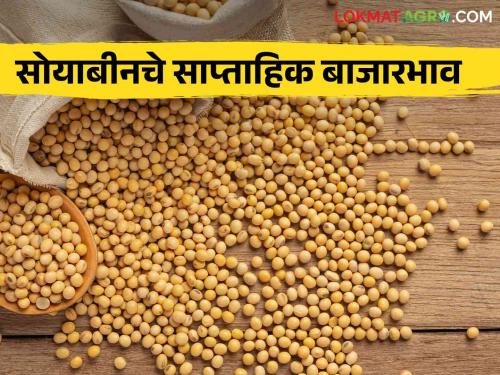 Latest News Soyabean Market see last week market price of soyabean in latur market yard | Soyabean Market : सोयाबीनला हमीभाव मिळेना, मागील आठवड्याचे बाजारभाव पाहिलेत का? 