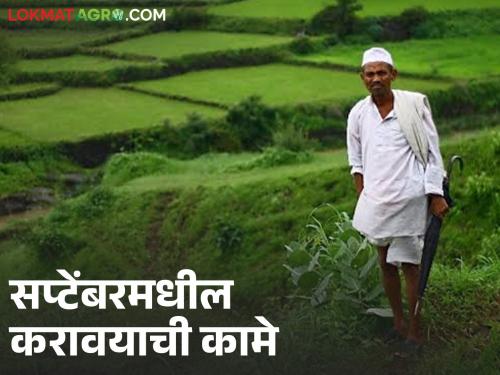 Orange crop planning schedule for September according to spring, read in detail | संत्रा पीक नियोजनाचे बहार अनुरूप सप्टेंबरमधील वेळापत्रक, वाचा सविस्तर 