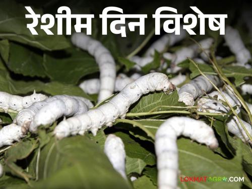 Latest News Serciulture Farming Silk Day Special Favorable environment for silk industry in Maharashtra,  | रेशीम दिन विशेष : महाराष्ट्रात रेशीम उद्योगास पोषक वातावरण, शेतकऱ्यांसाठी महत्वपूर्ण पर्याय