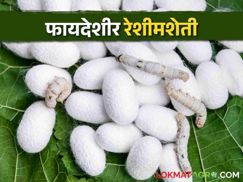 Sericulture 837 farmers of the district earned 12 crores annually from silk | Sericulture या जिल्ह्यात 'रेशीम'मधून ८३७ शेतकऱ्यांनी वर्षाला कमावले १२ कोटी