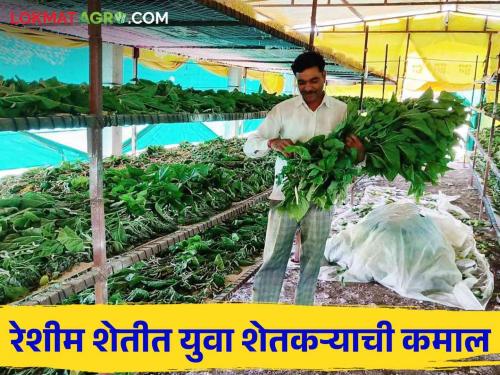 Latest News 10 lakhs Annual income from sericulture farming by wardha district farmer | Sericulture Farming : 12 बॅचेस, वर्षाला दहा लाखांचे उत्पन्न, वर्ध्याच्या युवा शेतकऱ्याची रेशीम शेती 