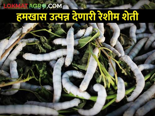 How to start a profitable sericulture business complementary to agriculture? | हमखास नफा मिळवून देणारा शेतीला पूरक रेशीम व्यवसाय कसा कराल?