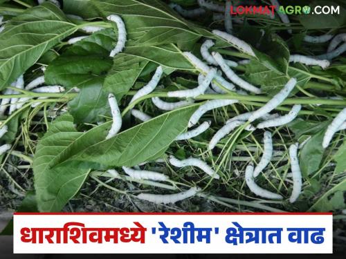 Sericulture Farming: latest news The luster of 'silk' increased in Dharashiv district; Yield of 623 metric tons Read in detail | Sericulture Farming: धाराशिव जिल्ह्यात 'रेशीम'ची चकाकी वाढली; ६२३ मेट्रिक टनाचे उत्पन्न वाचा सविस्तर