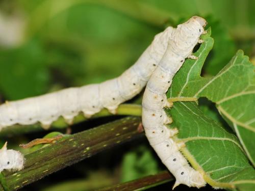 Take advantage of chawki silkworm rearing training | बाल्य रेशीम कीटक संगोपन प्रशिक्षणाचा लाभ घ्या