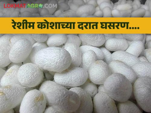 latest News sericulture farming Tusshar silk cotton rates reduced in market yards of gadchiroli | Sericulture Market : भावच मिळेना! रेशीम कोशाची साठवणूक वाढली, काय मिळतोय दर