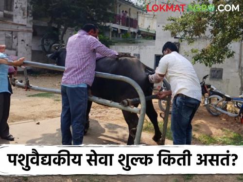 Latest News agriculture news service charge for various veterinary services Read here in detail  | Veterinary Service Charges : विविध पशुवैद्यकीय सेवांसाठी किती सेवाशुल्क आकारलं जातं? इथं वाचा सविस्तर 