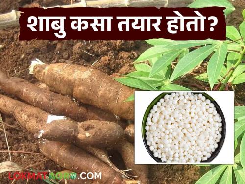 How exactly is the shabu, which we eat to break our fast, prepared? Find out in detail | आपण उपवासाला भगर करून खाल्ला जाणारा शाबु नक्की कसा तयार होतो? जाणून घ्या सविस्तर