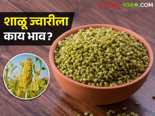 Latest News 28 may 2024 Todays Sorghum Market Price in market yards check here | Sorghum Market : कुठल्या ज्वारीला सर्वात कमी भाव मिळाला? वाचा आजचे सविस्तर बाजारभाव