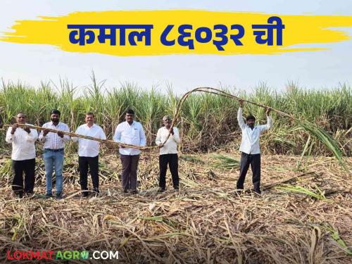 Latwade farmer Shankar Patil made a new record of 55 internodes in single sugarcane read in detail | लाटवडेच्या शंकर पाटलांनी ऊस शेतीत केला ५५ कांड्याच्या उसाचा नवा रेकॉर्ड.. वाचा सविस्तर