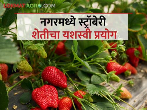 farmer Shantaram from Sonai earned eight lakhs from 20 guntha of strawberries crop | सोनईच्या शांताराम यांनी २० गुंठ्यात स्ट्रॉबेरीतून कमविले आठ लाख