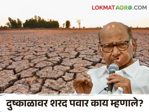 Latest News Drought situation critical in 40 talukas of states says Sharad Pawar | Sharad Pawar : राज्यात पाणी नाही, चारा नाही, शरद पवार यांनी सरकारकडे 'काय' मागणी केली?