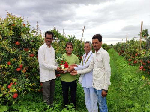 Farmer Vitthal Bhosale developed the 'Sharadking' variety of pomegranate | शेतकरी विठ्ठल भोसले यांनी डाळिंबाचे 'शरदकिंग' वाण विकसित केले