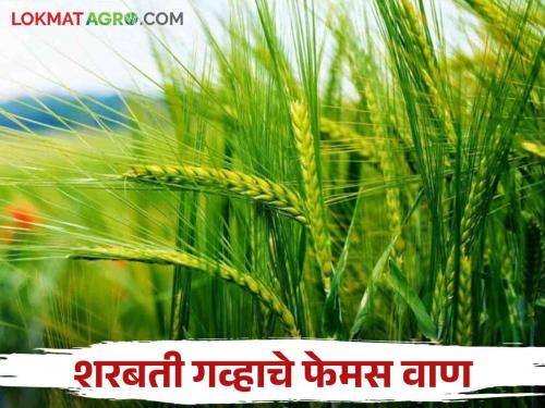 Sharbati Gahu : Sharbati Gahu should be sown? These are the top five varieties read in detail | Sharbati Gahu : शरबती गहू पेरायचाय? हे आहेत टॉप फाईव्ह वाण वाचा सविस्तर